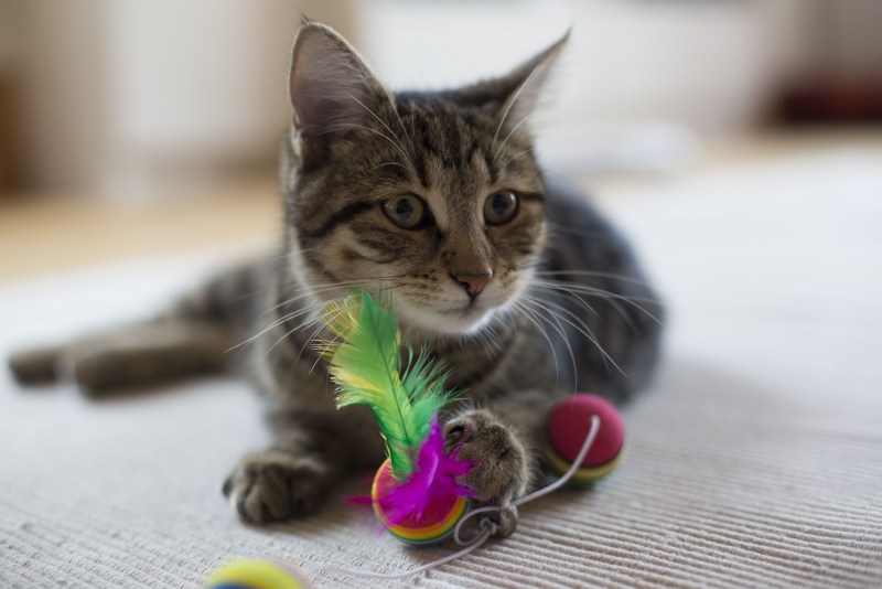 Кошечка играет