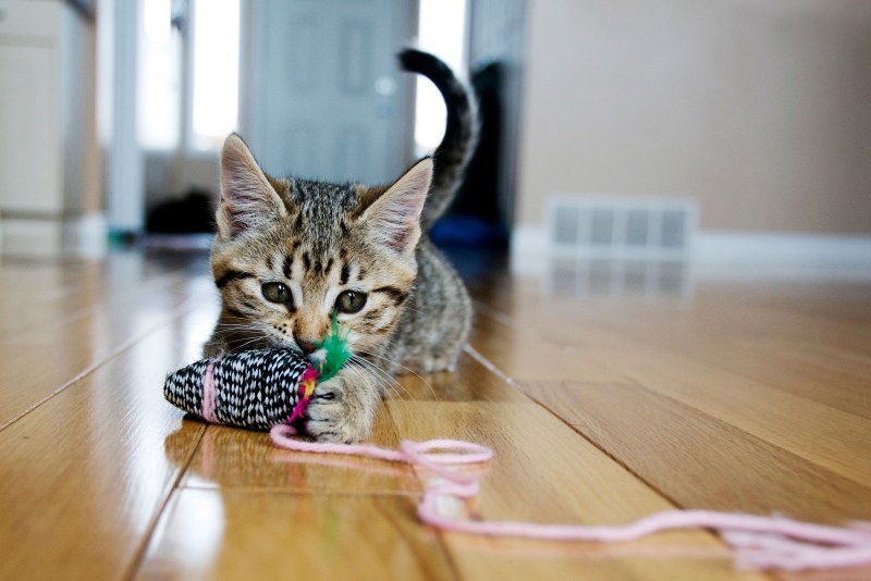 Кошка играет с игрушкой