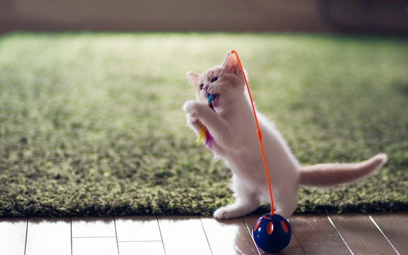 Котята играются