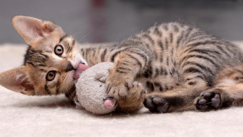 Кошачьи игры