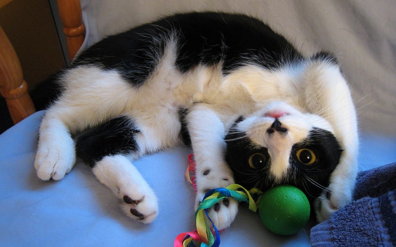 Игра про кота