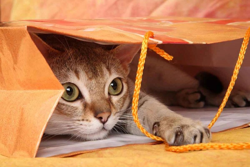 Кот играет