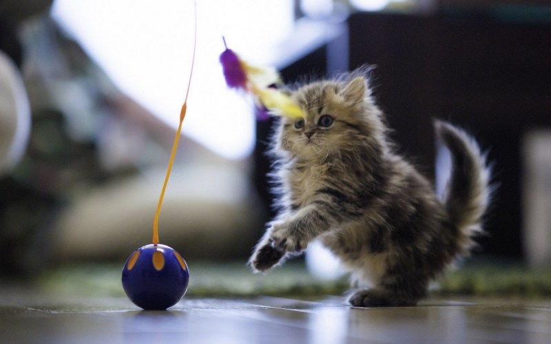 Играющий котенок
