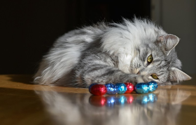Кошка конфетка