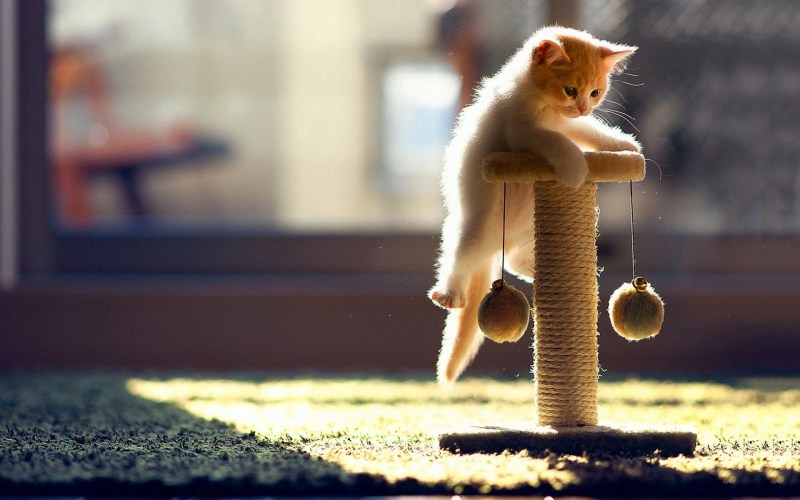 Кошка играет