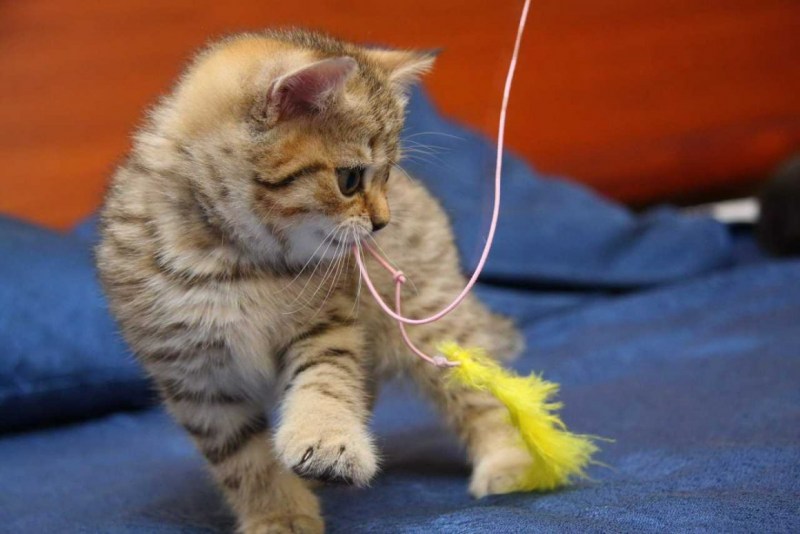 Котята играются