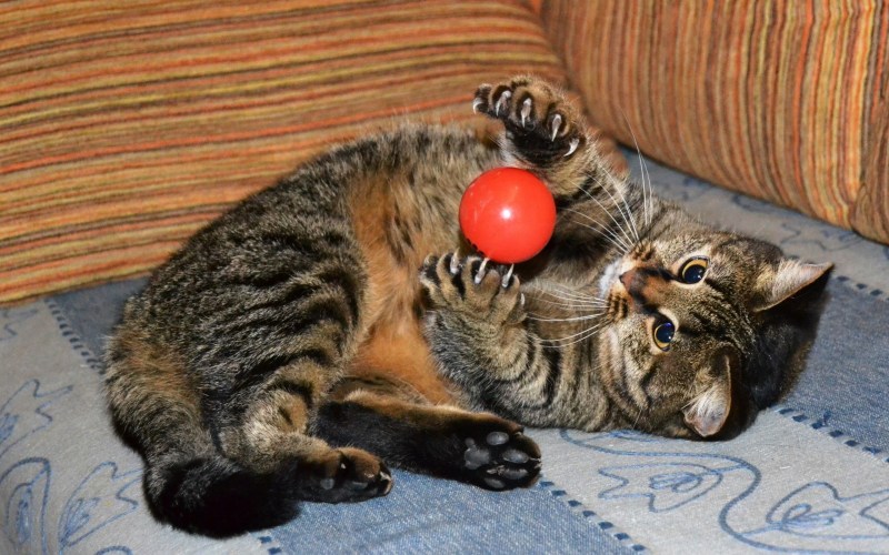 Котята играются