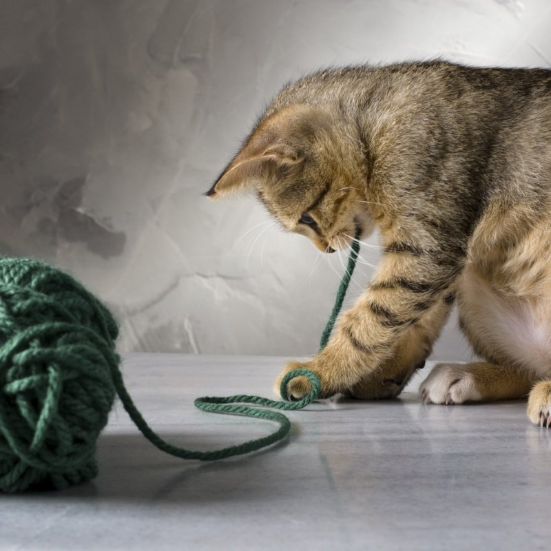 Котенок и клубок ниток