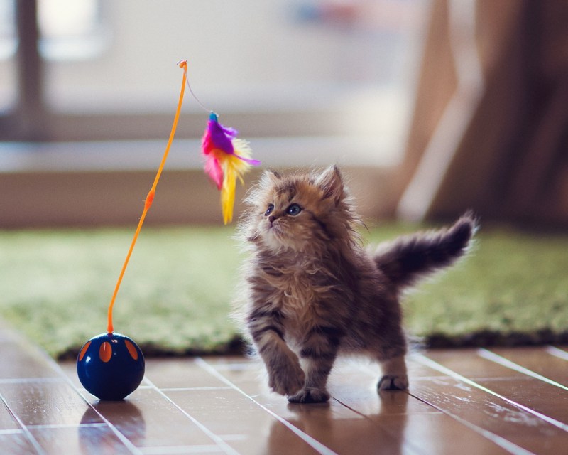 Котенок играет