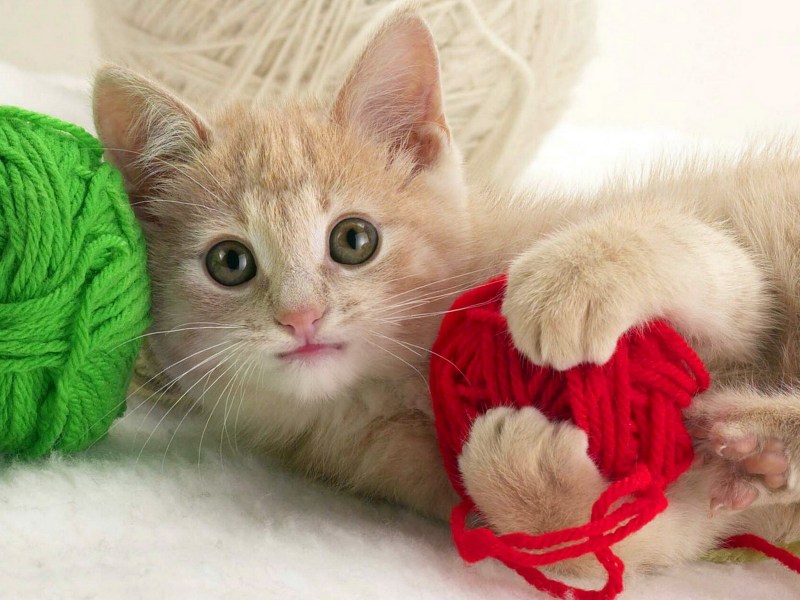 Кошка с клубком