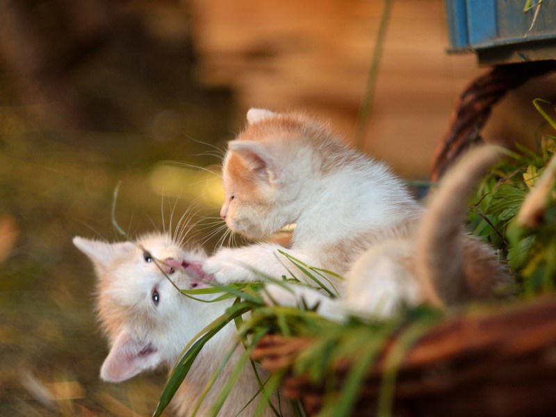 Смешные котята