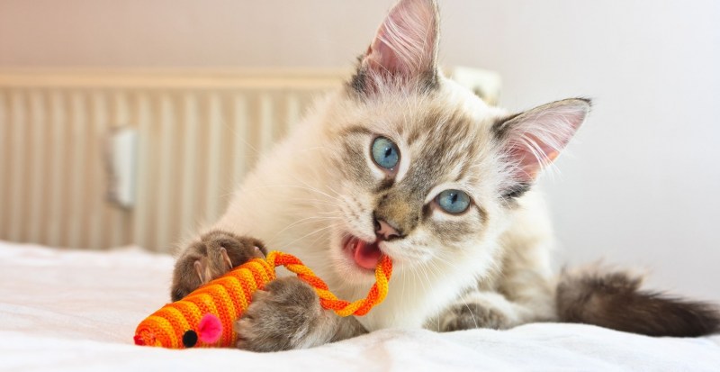 Кошка играет