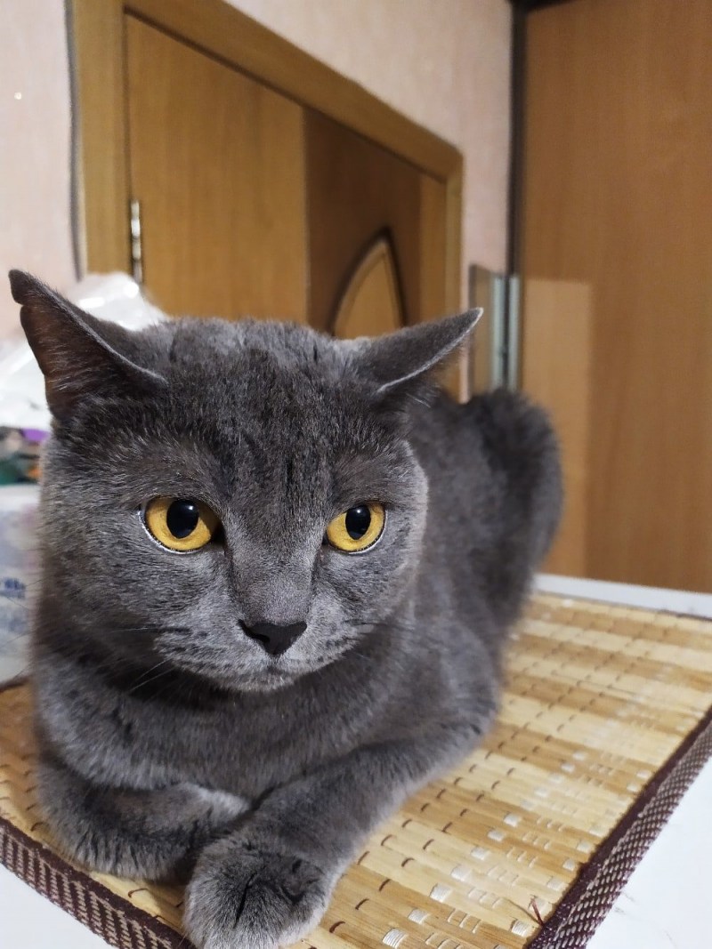 Кот шотландец метис