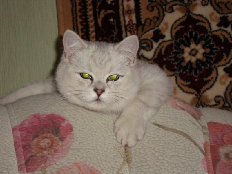 Котенок голубого окраса метис Британки