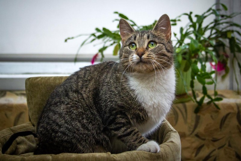 Котенок британец помесь