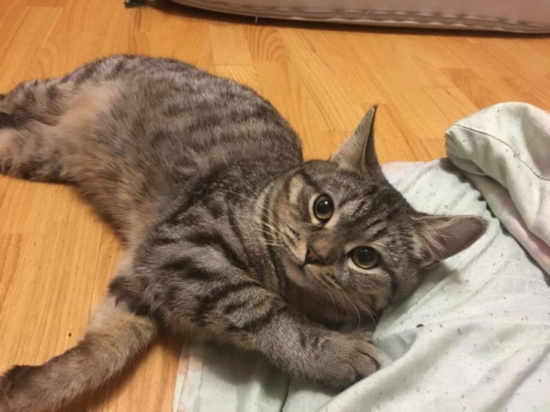Кошес