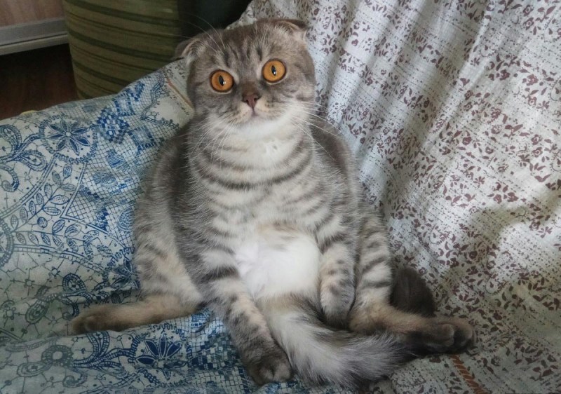 Кот голубой британец метис