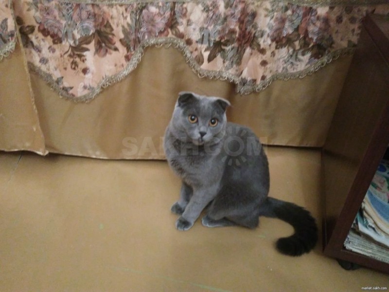 Голубая кошка метис