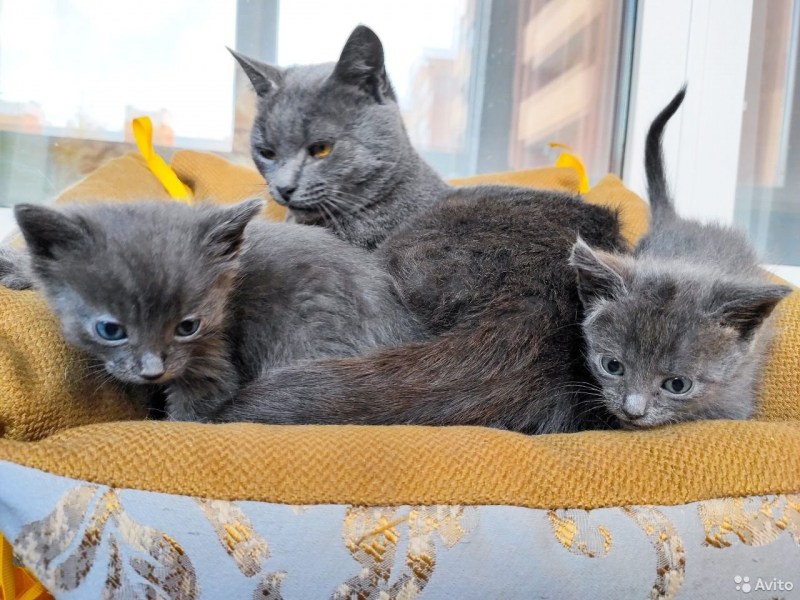 Кот помесь британца