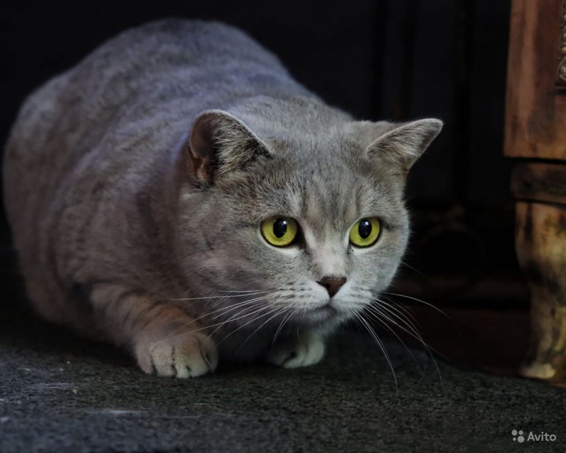 Британская кошка помесь