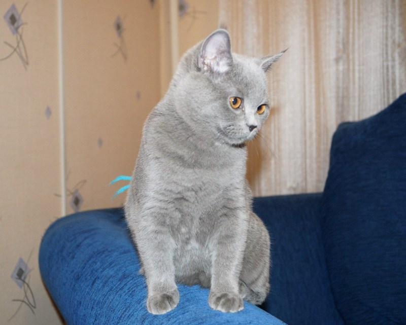 Котята метисы британцы