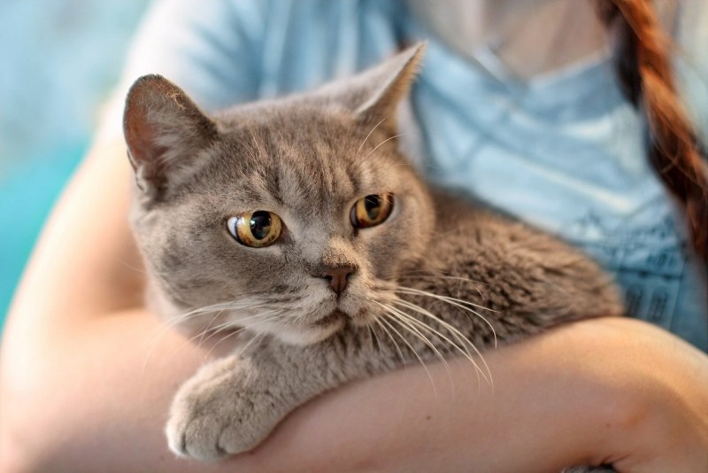 Метис шотландский вислоухий кот