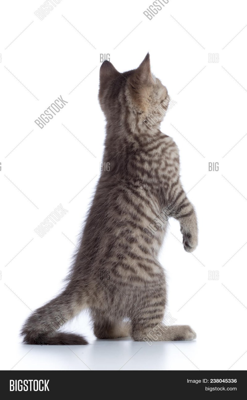 Котик вид сзади