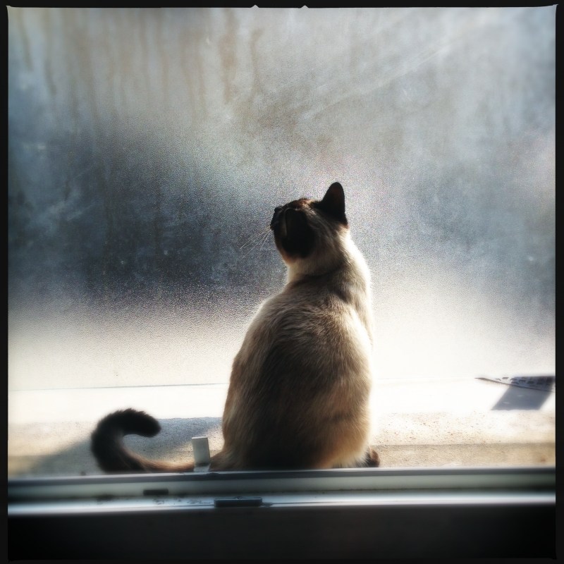 Сиамская кошка на окошке