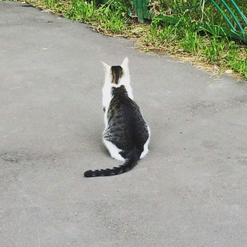 Кот сзади