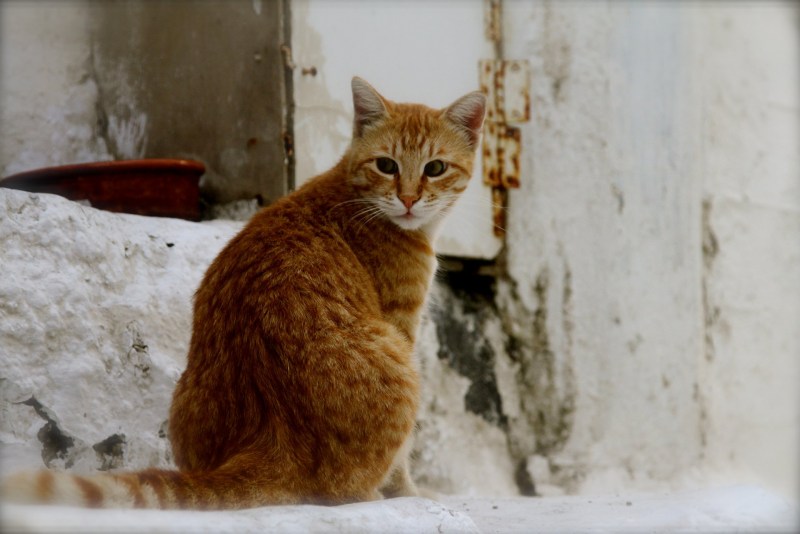 Кошка обернулась