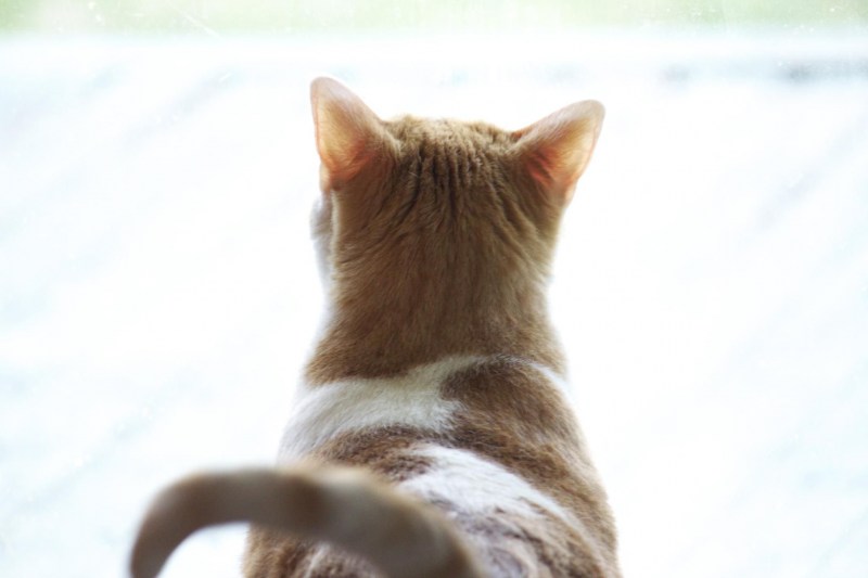 Кошка со спины