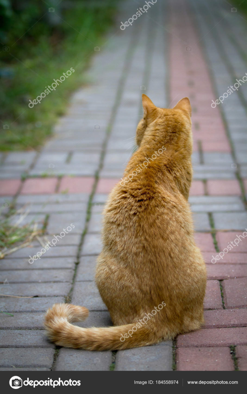 Кот на спине