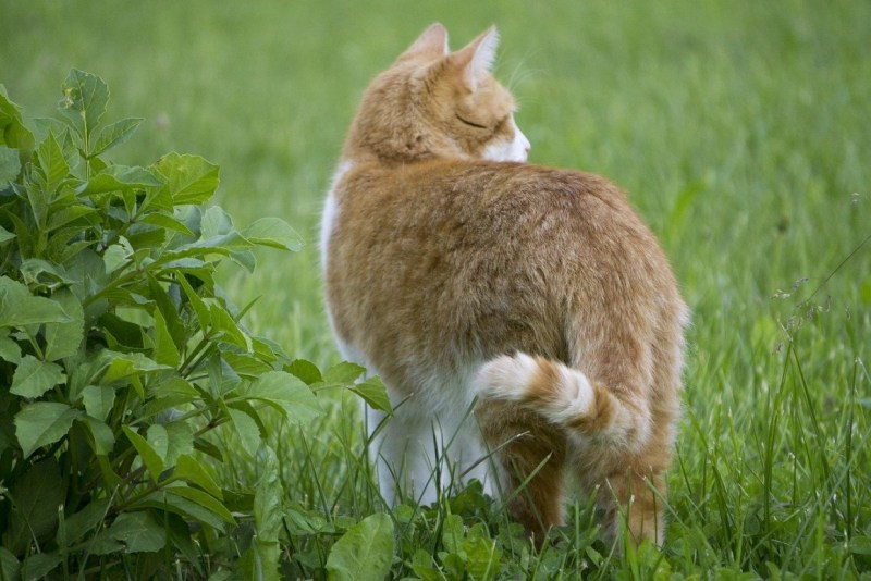Кошка сзади