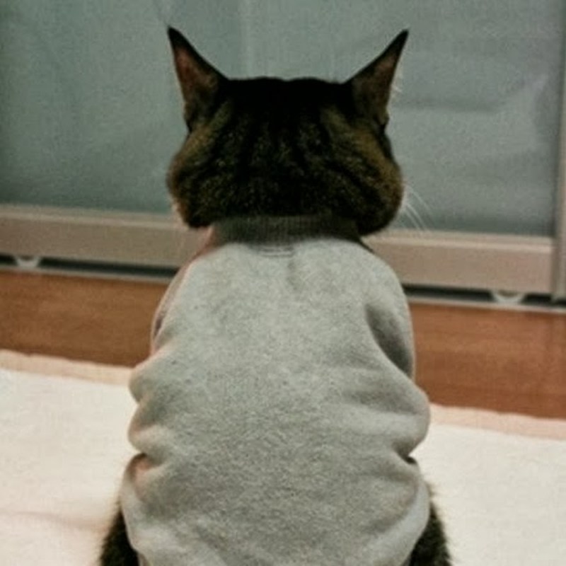 Котик обиделся и отвернулся