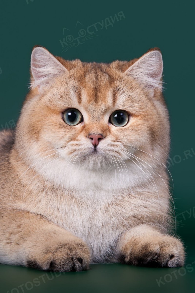 Британская короткошёрстная Золотая шиншилла