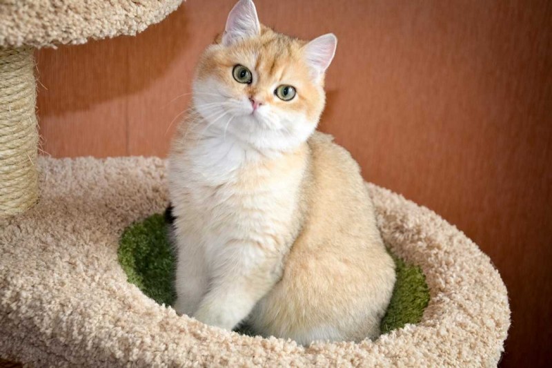 Затушёванная кошка