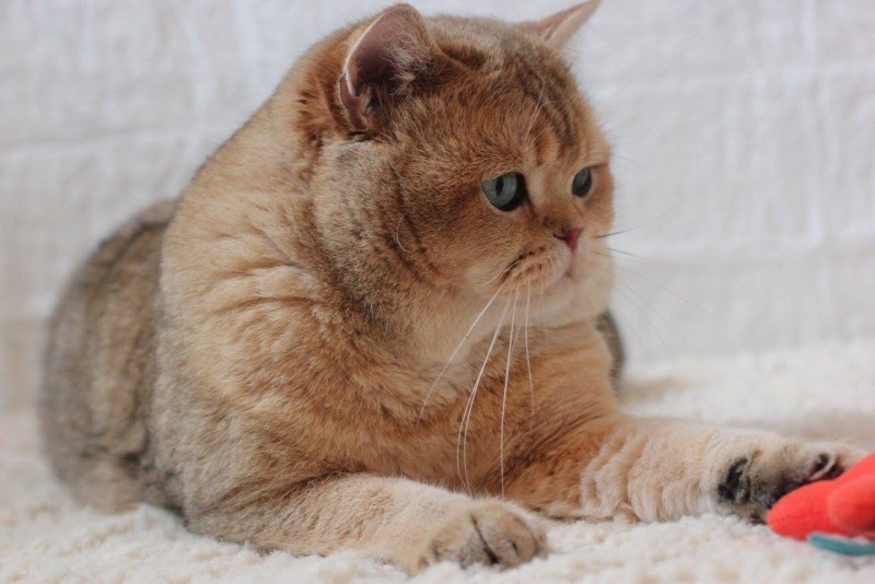 Шотландская короткошерстная Золотая шиншилла