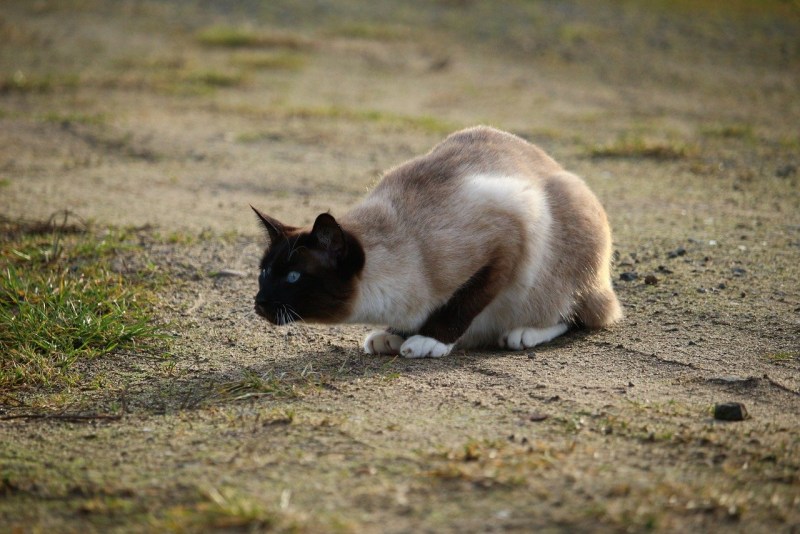 Хвост Сиамская Сиамская кошка