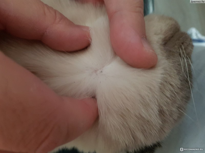Болячки на холке у котенка