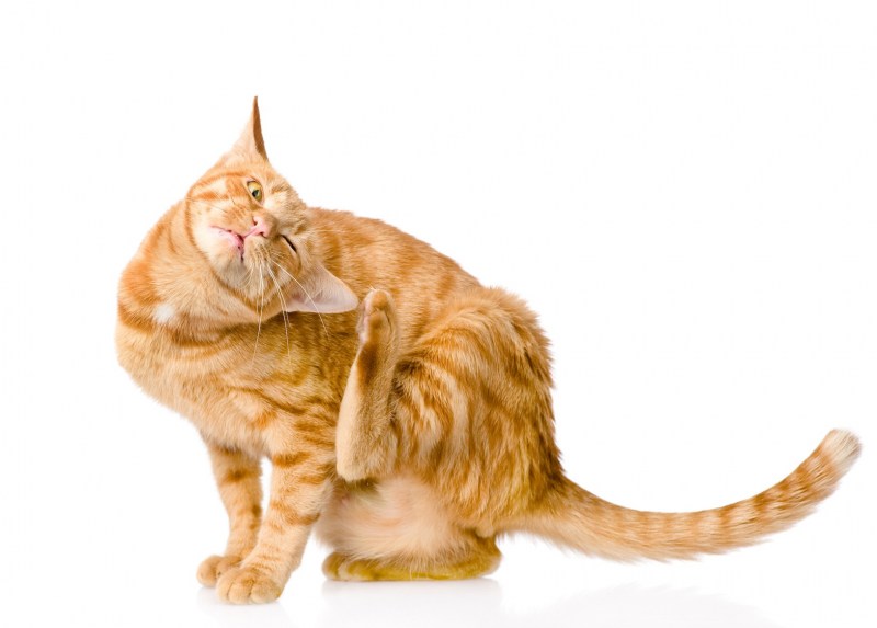Кошачий стригущий лишай