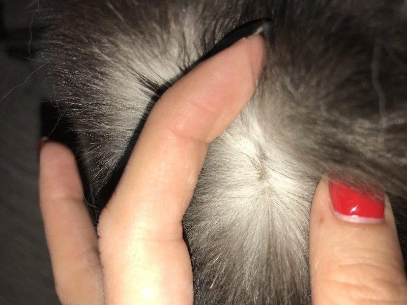 Корочки у кошек на шерсти