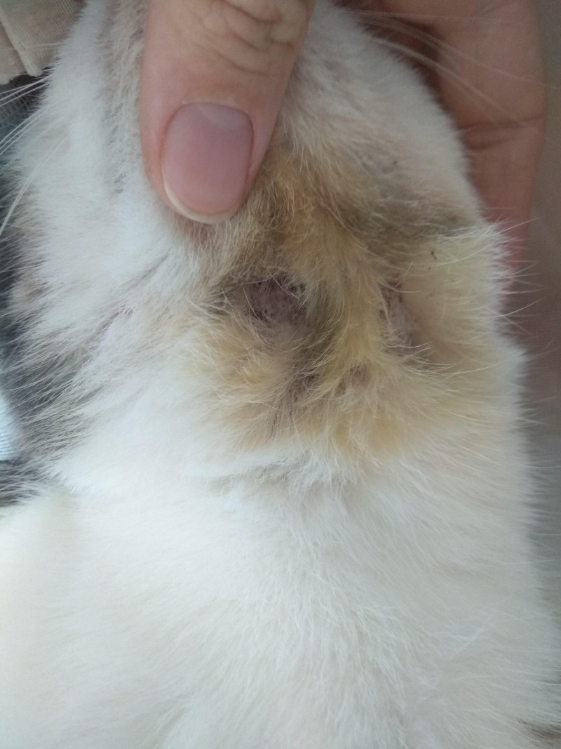 Лишай у кота на голове и шее