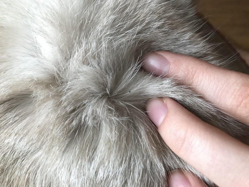 Кот чешется