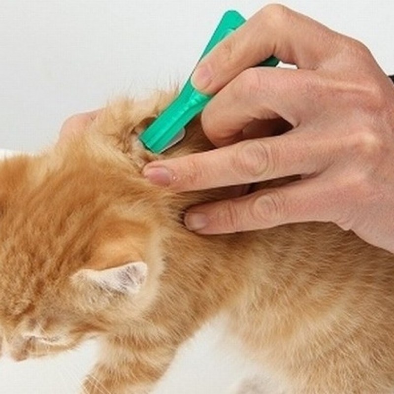 Язык, чтобы вычесывать кота