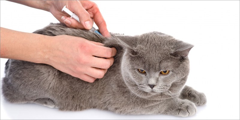 Капать на холку коту от блох