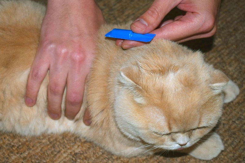 Кот сухие болячки на шее