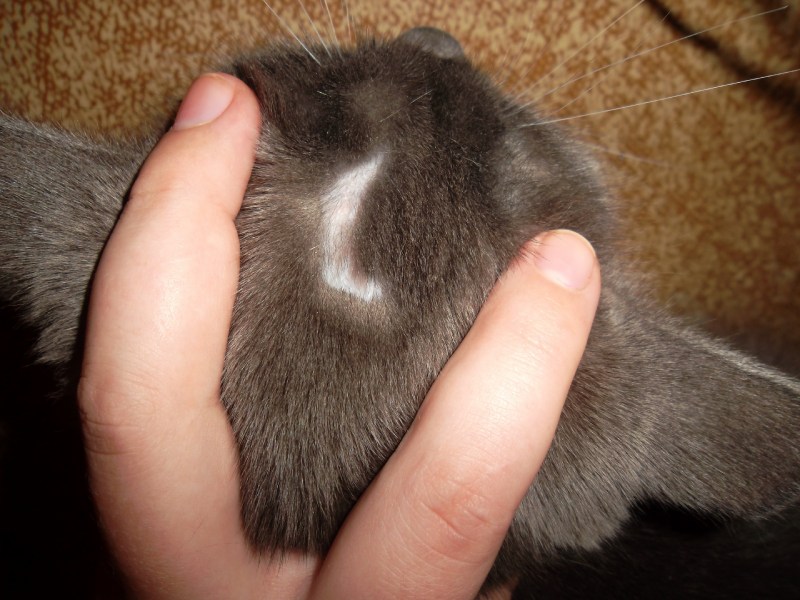Кошачий стригущий лишай