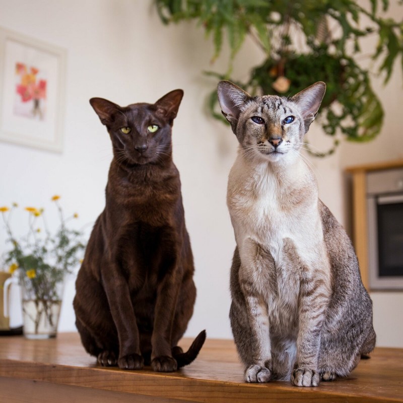Самые популярные коты и кошки