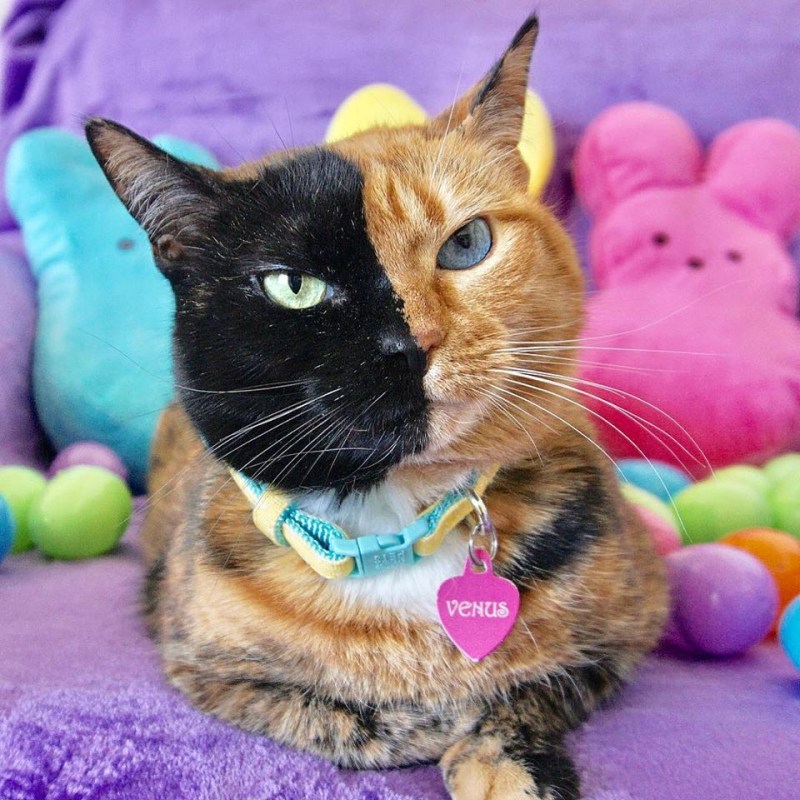 Nala Cat