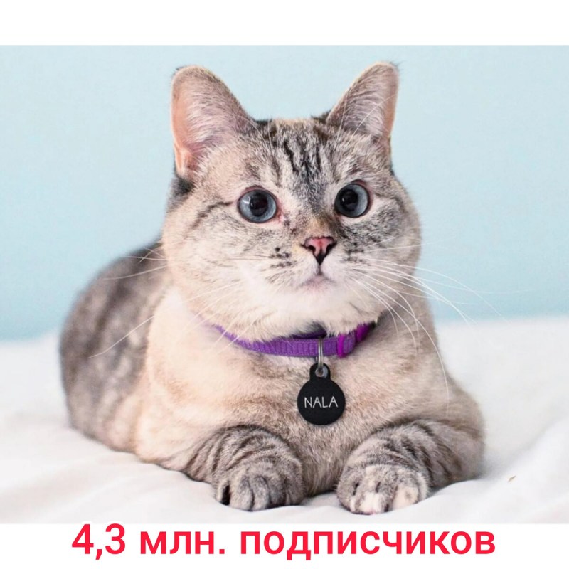 Знаменитый кот